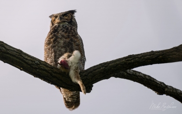 Great-Horned-Owl-(Bubo-Virginianus)