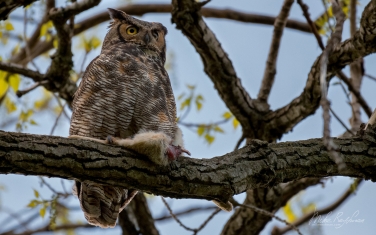 Great-Horned-Owl-(Bubo-Virginianus)