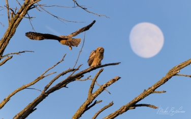 Great-Horned-Owlets-(Bubo-Virginianus)