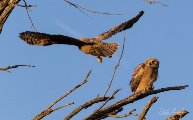 Great-Horned-Owlets-(Bubo-Virginianus)