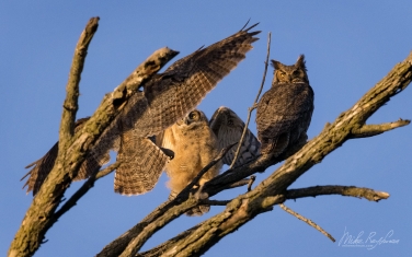 Great-Horned-Owle-(Bubo-Virginianus)-with-owlets