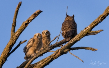 Great-Horned-Owl-(Bubo-Virginianus)-with-owlets