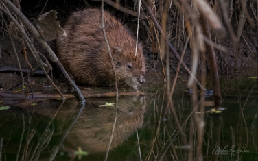 Muskrat-(Ondatra-zibethicus)