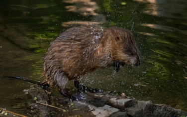 Muskrat-(Ondatra-zibethicus)