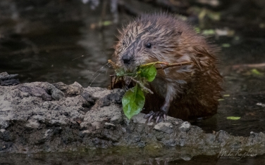 Muskrat-(Ondatra-zibethicus)