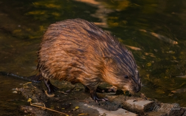 Muskrat-(Ondatra-zibethicus)