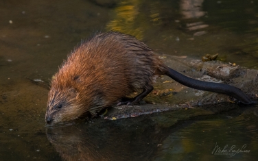 Muskrat-(Ondatra-zibethicus)