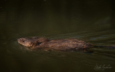 Muskrat-(Ondatra-zibethicus)