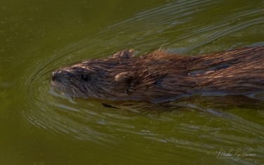 Muskrat-(Ondatra-zibethicus)