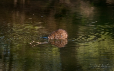 Muskrat-(Ondatra-zibethicus)