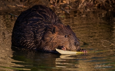 North-American-beaver-(Castor-canadensis)