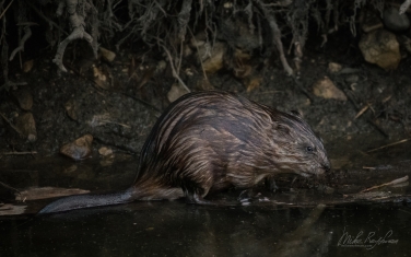 Muskrat-(Ondatra-zibethicus)