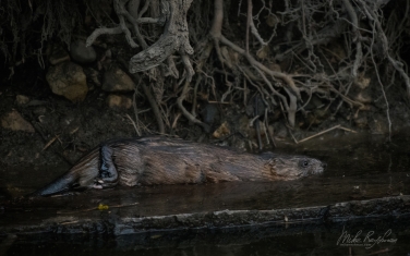 Muskrat-(Ondatra-zibethicus)