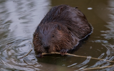 North-American-beaver-(Castor-canadensis)