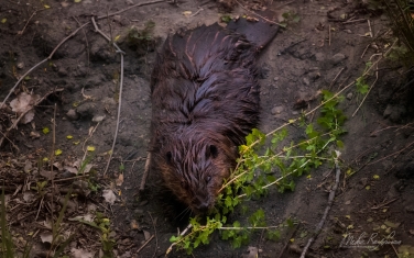 North-American-beaver-(Castor-canadensis)