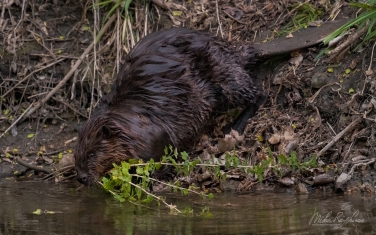 North-American-beaver-(Castor-canadensis)