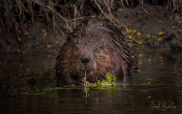 North-American-beaver-(Castor-canadensis)