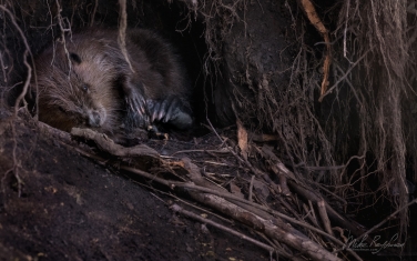 North-American-beaver-(Castor-canadensis)