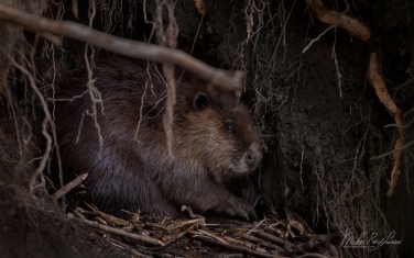 North-American-beaver-(Castor-canadensis)