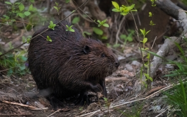North-American-beaver-(Castor-canadensis)
