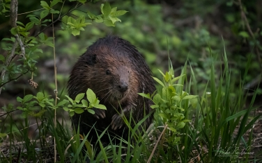 North-American-beaver-(Castor-canadensis)