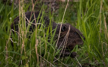 North-American-beaver-(Castor-canadensis)