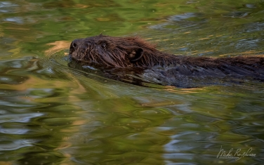 North-American-beaver-(Castor-canadensis)