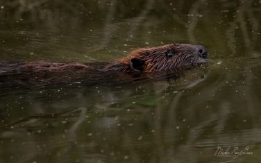 North-American-beaver-(Castor-canadensis)