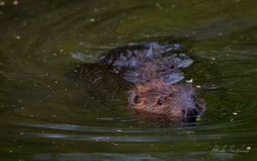 North-American-beaver-(Castor-canadensis)