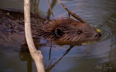 North-American-beaver-(Castor-canadensis)