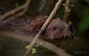 North-American-beaver-(Castor-canadensis)