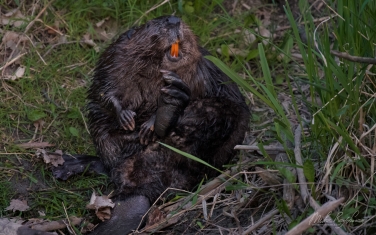 North-American-beaver-(Castor-canadensis)