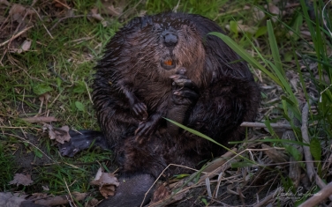 North-American-beaver-(Castor-canadensis)