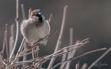 House-Sparrow-(Passer-domesticus)