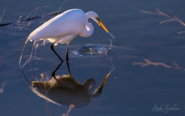 Great-Egret-(Ardea-alba)
