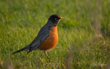 American-Robin-(Turdus-migratorius)