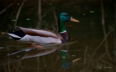 Mallard-Duck-(Anas-platyrhynchos)