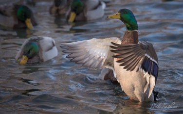 Mallard-Duck-(Anas-platyrhynchos)