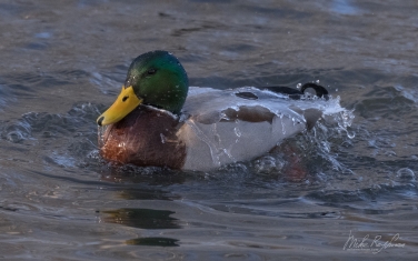Mallard-Duck-(Anas-platyrhynchos)