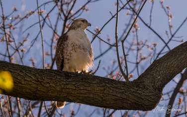 Red-tailed-hawk-(Buteo-jamaicensis)