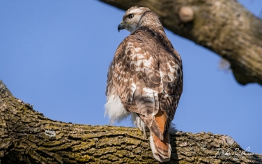 Red-tailed-hawk-(Buteo-jamaicensis)