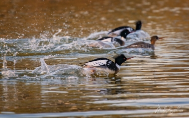 ?ed-breasted-?ergansers-(Mergus-serrator)