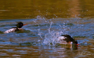 ?ed-breasted-?ergansers-(Mergus-serrator)
