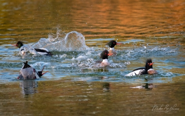 ?ed-breasted-?ergansers-(Mergus-serrator)