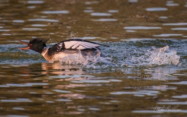 ?ed-breasted-?erganser-(Mergus-serrator)