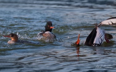 ?ed-breasted-?ergansers-(Mergus-serrator)