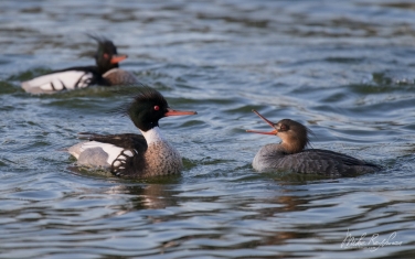 ?ed-breasted-?ergansers-(Mergus-serrator)