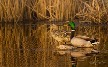 Mallard-Duck-(Anas-platyrhynchos)