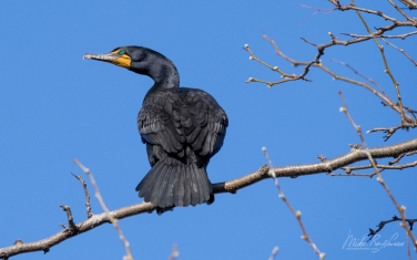 Double-Crested-Cormorant-(Phalacrocorax-auritus)