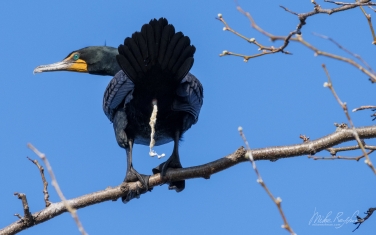 Double-Crested-Cormorant-(Phalacrocorax-auritus)